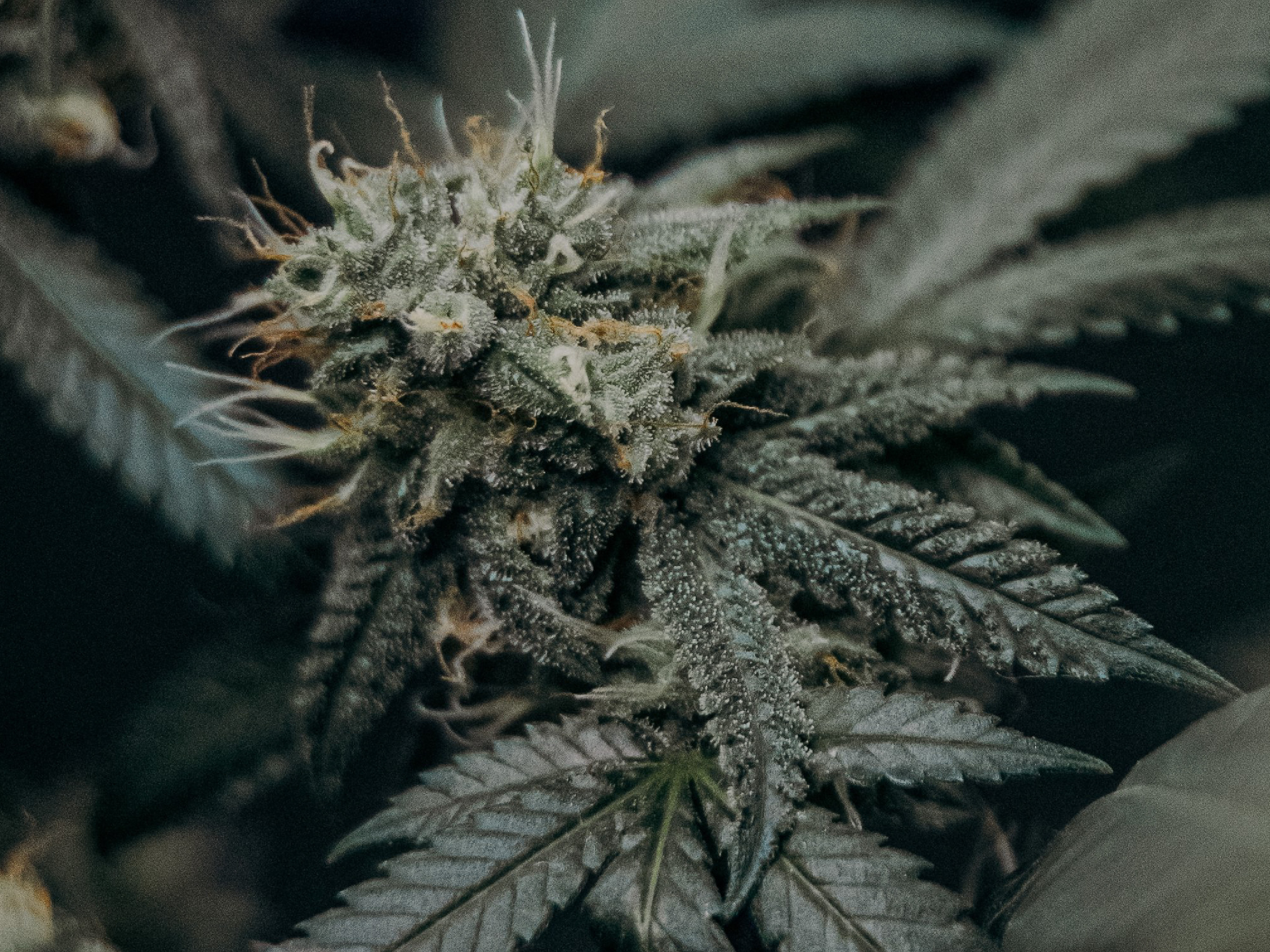 WholesomeCo cannabis delivery