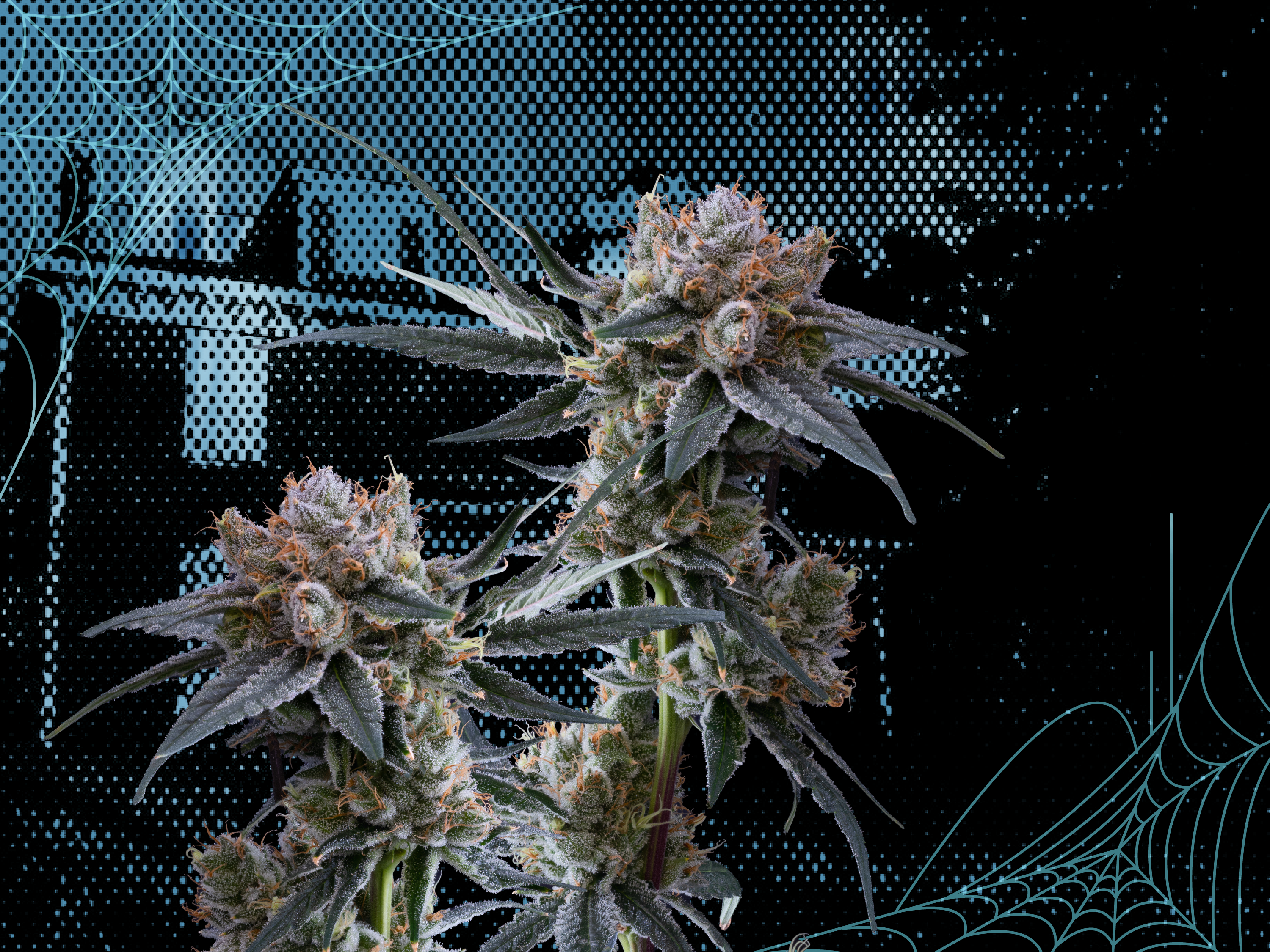 WholesomeCo cannabis delivery