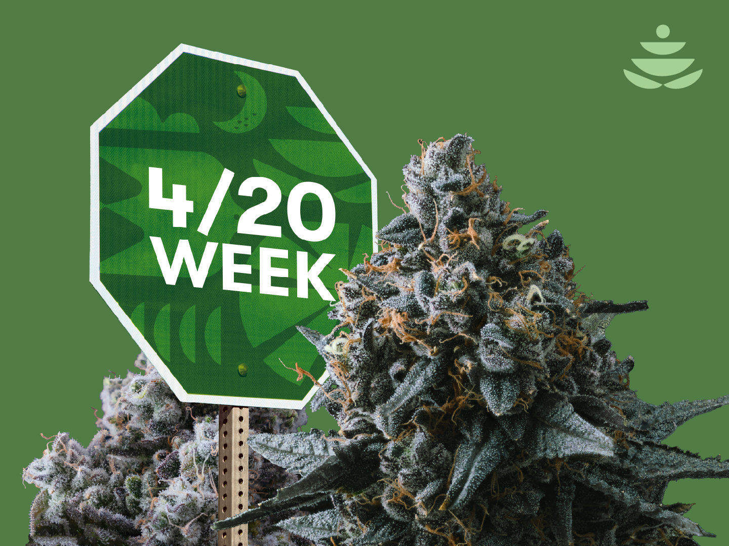 WholesomeCo cannabis delivery