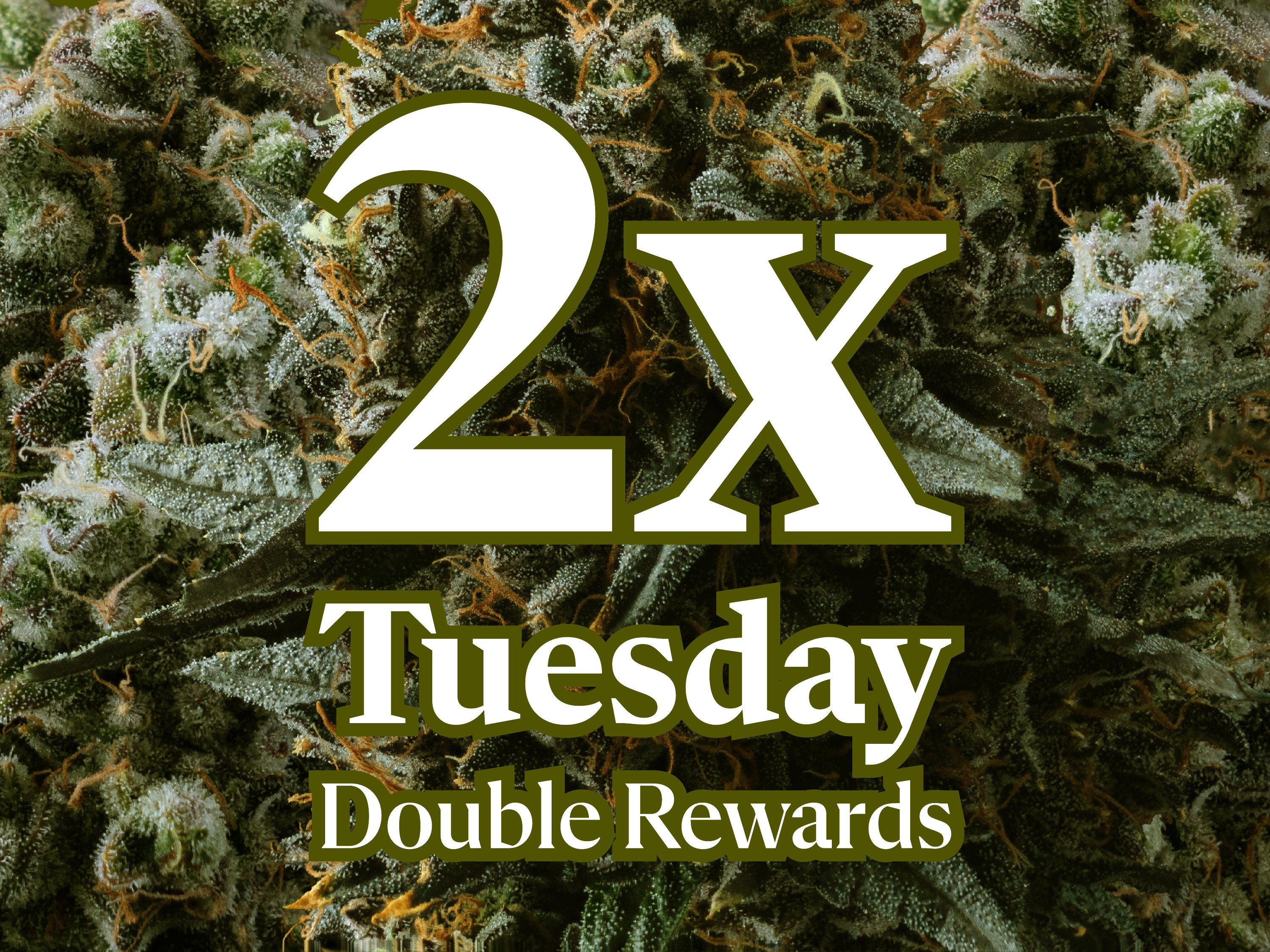 WholesomeCo cannabis delivery