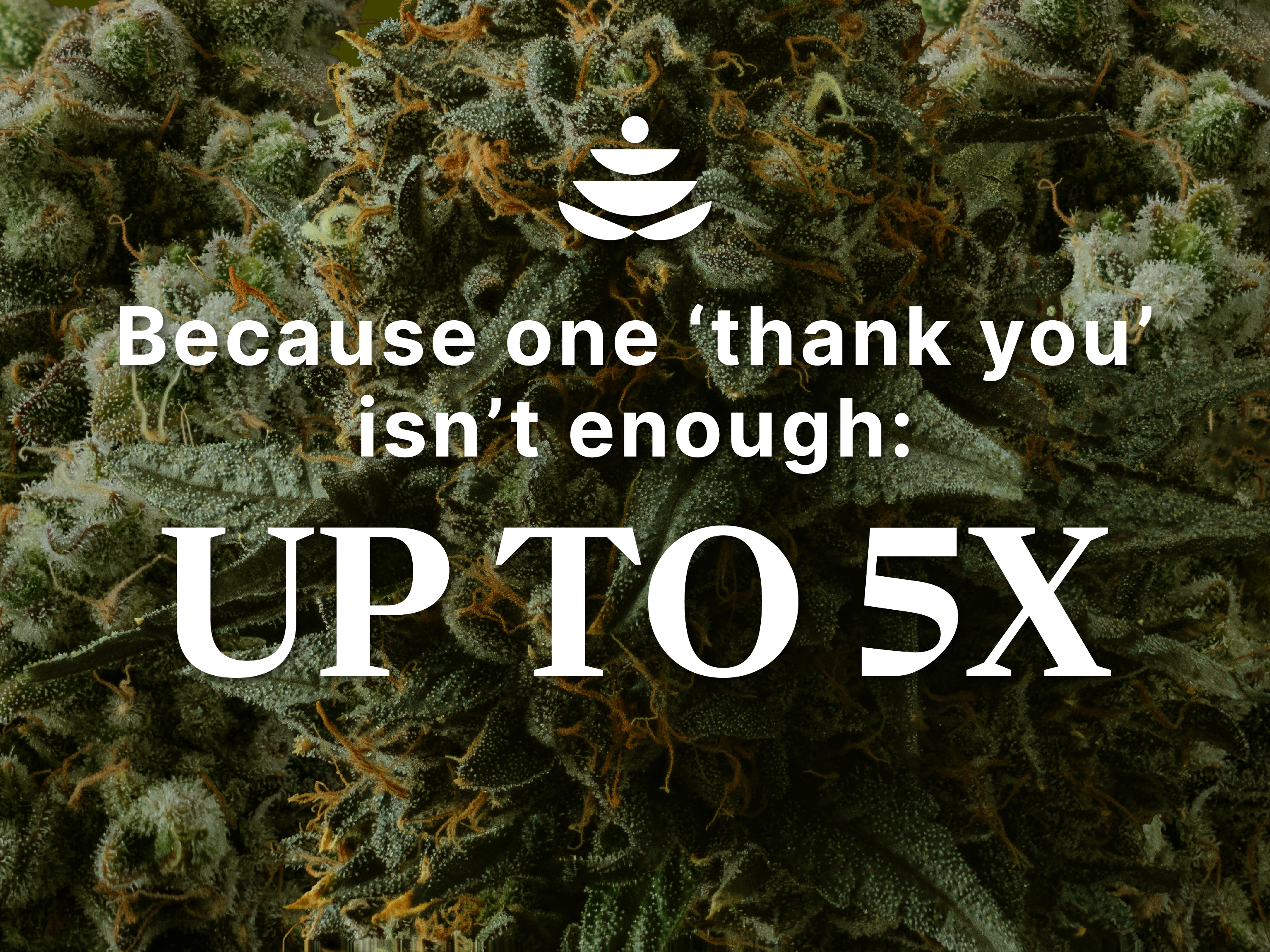 WholesomeCo cannabis delivery
