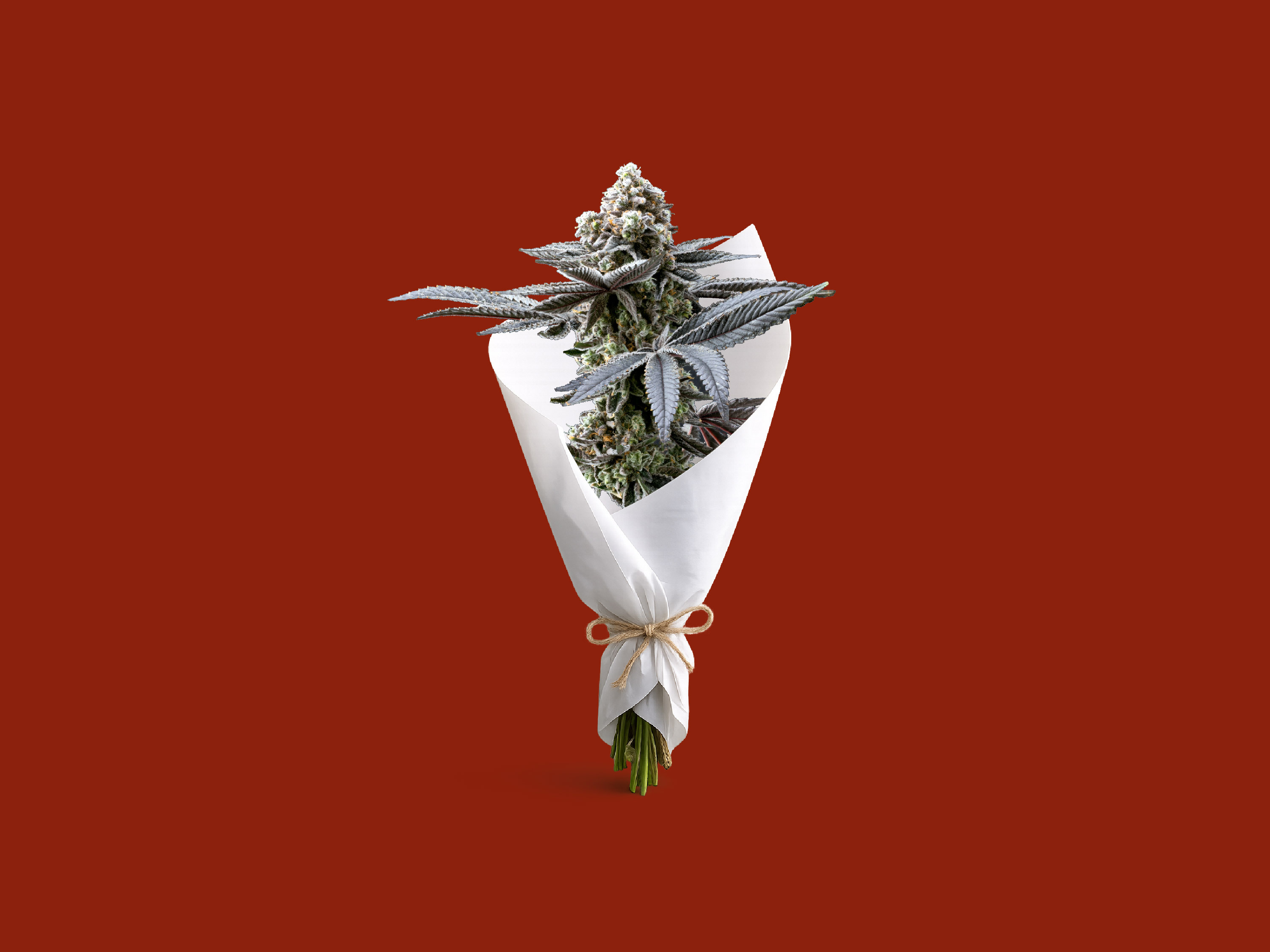 WholesomeCo cannabis delivery