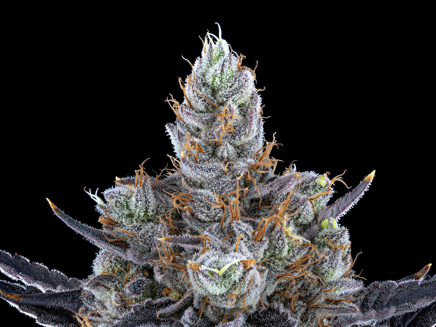 WholesomeCo cannabis delivery