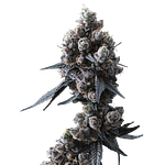 Lemon Cherry Gelato #16 by Ritual