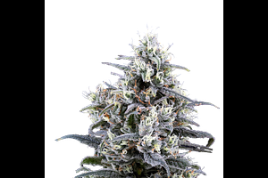 Blue Dream
