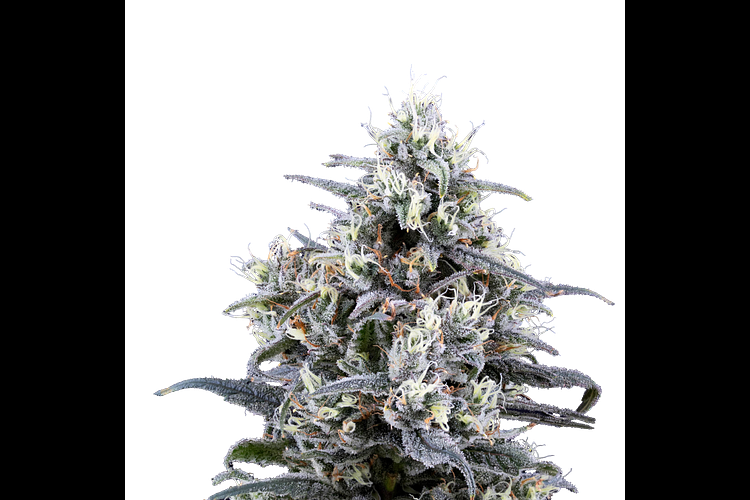 Blue Dream