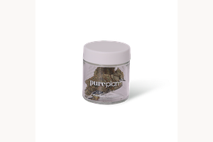 Solar Garlic by Pure Plan