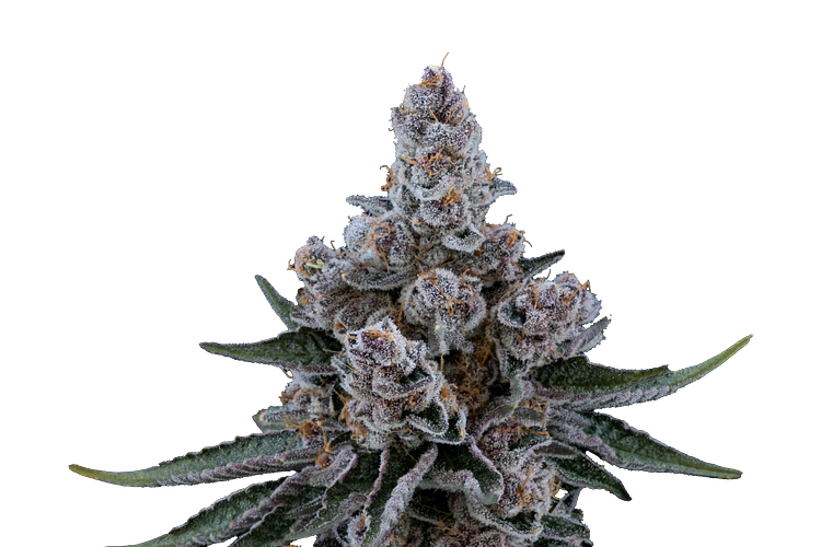 Black Cherry Buffs