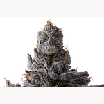 Affie OG by Ritual