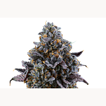 Zkittles Pie by WholesomeCo