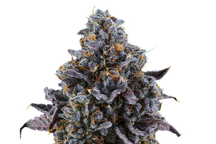 Zkittles Pie by WholesomeCo