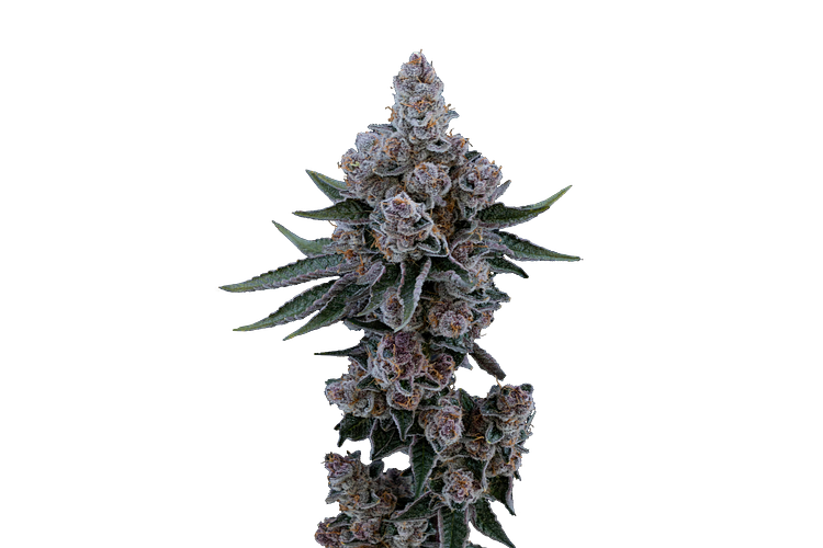 Black Cherry Buffs by Ritual