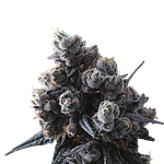 Lemon Cherry Gelato #16 by Ritual