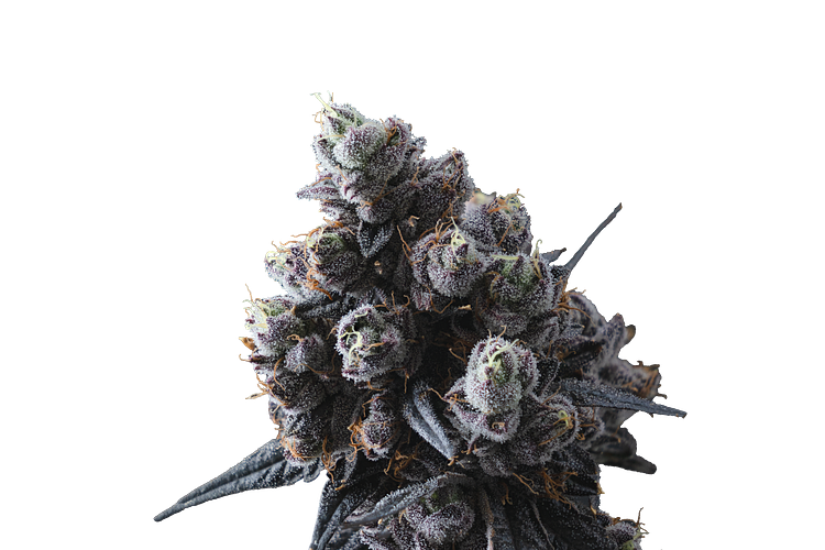 Lemon Cherry Gelato #16 by Ritual