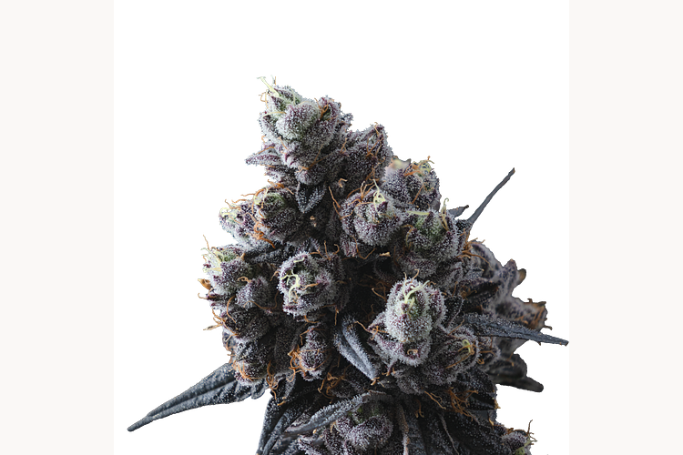 Lemon Cherry Gelato #16 by Ritual