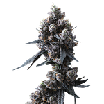 Lemon Cherry Gelato #16 by Ritual