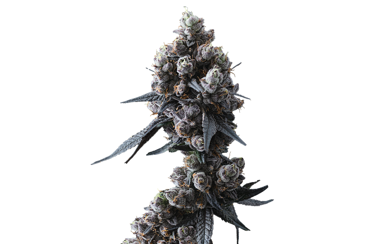Lemon Cherry Gelato #16 by Ritual