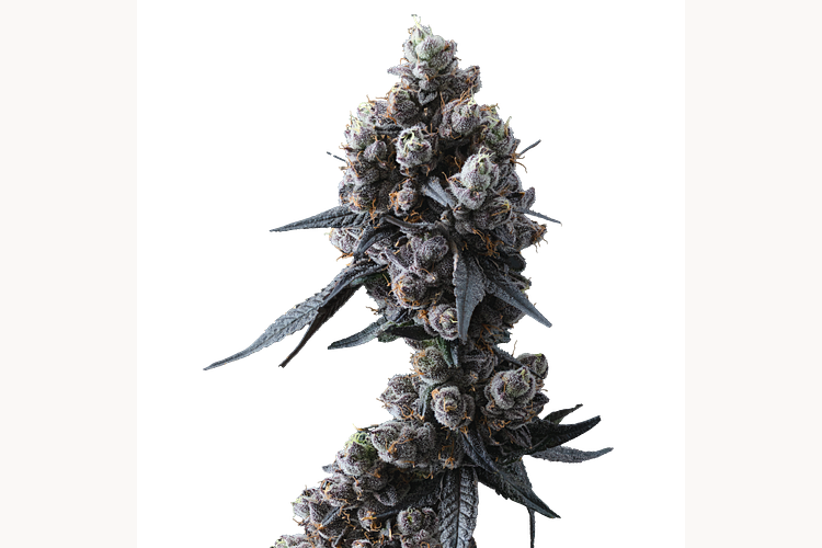 Lemon Cherry Gelato #16 by Ritual