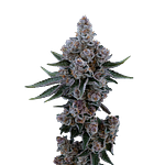 Black Cherry Buffs by Ritual