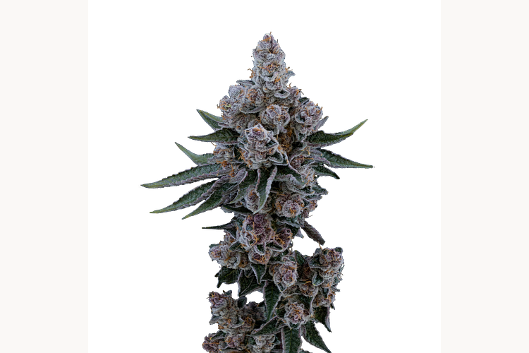 Black Cherry Buffs by Ritual