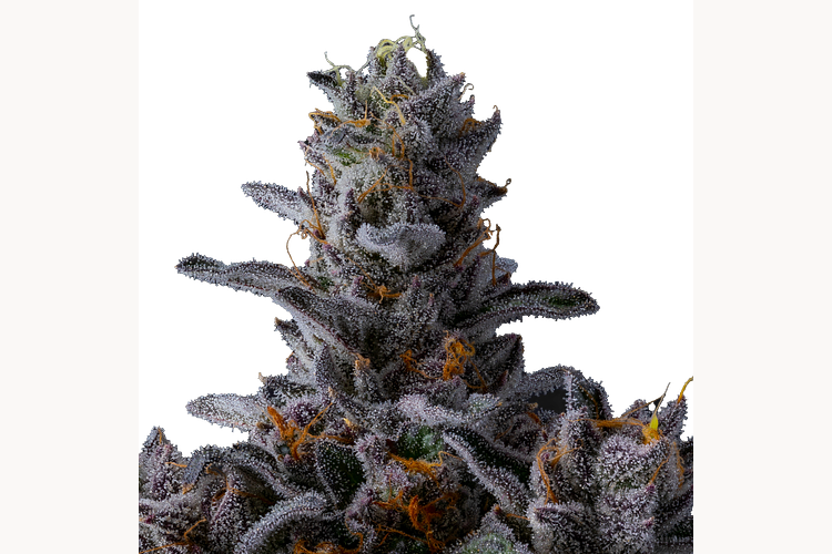 Pacific Pie #8 by Ritual