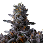 Pacific Pie #8 by Ritual