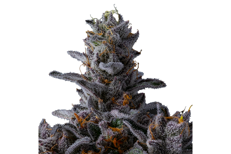Pacific Pie #8 by Ritual