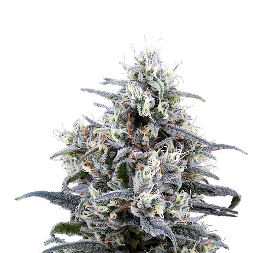 Learn about Blue Dream! featured image