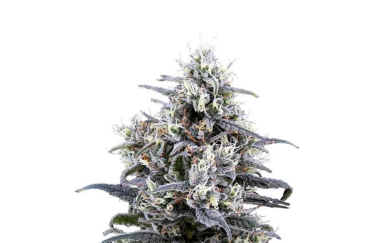 Blue Dream