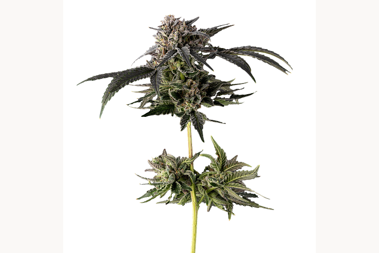 Pacific Pie #5 by Ritual