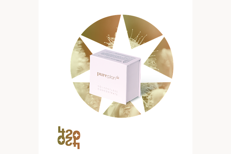 Neon Blossom by Pure Plan