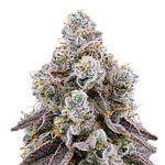 Tokyo Rose by Ritual