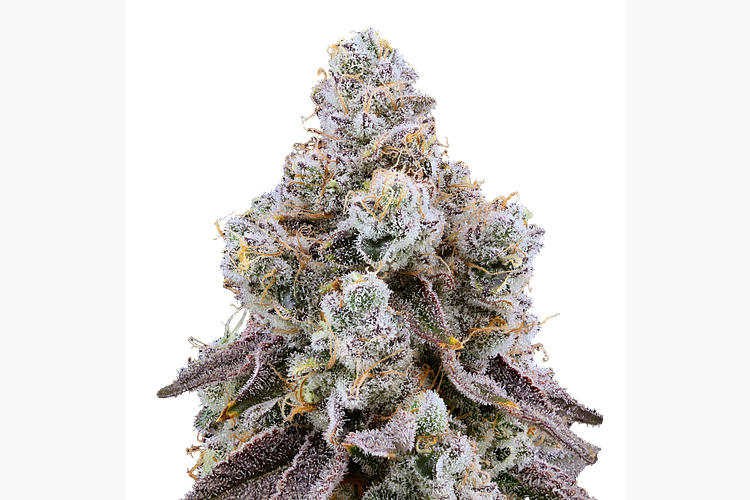 Tokyo Rose by Ritual