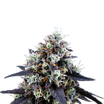 Mustard Tiger by Ritual