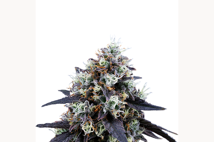 Mustard Tiger by Ritual