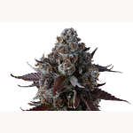 Funk MTN by WholesomeCo